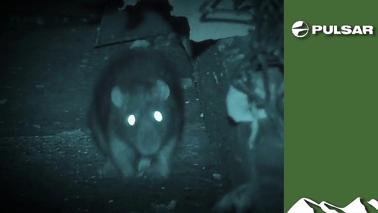 Shooting Rats On The Ratberg