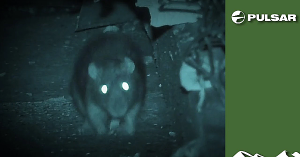 Shooting Rats On The Ratberg