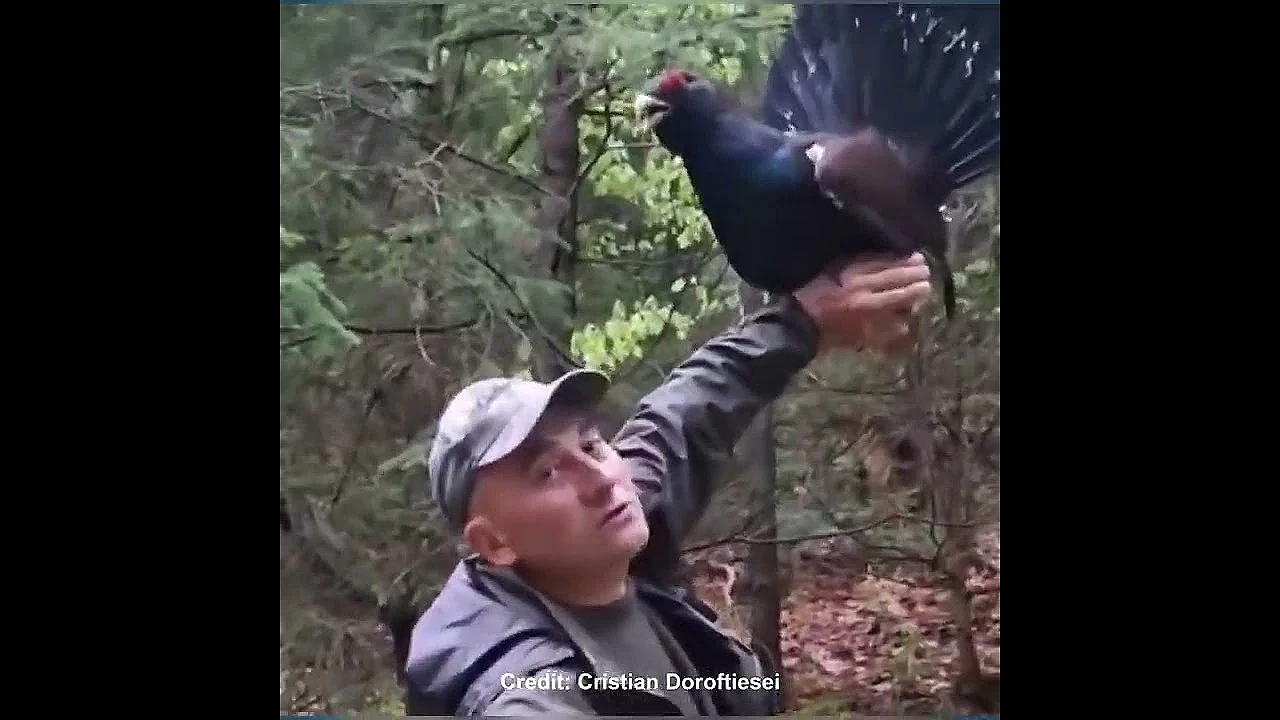 How do you charm a capercaillie?