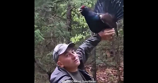 How do you charm a capercaillie?