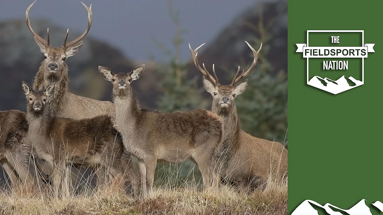 Deer Are Dead, Long Live Trees