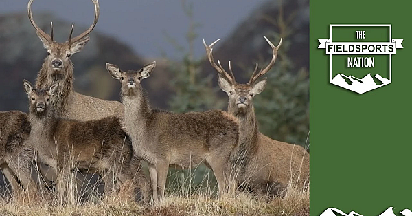 Deer Are Dead, Long Live Trees