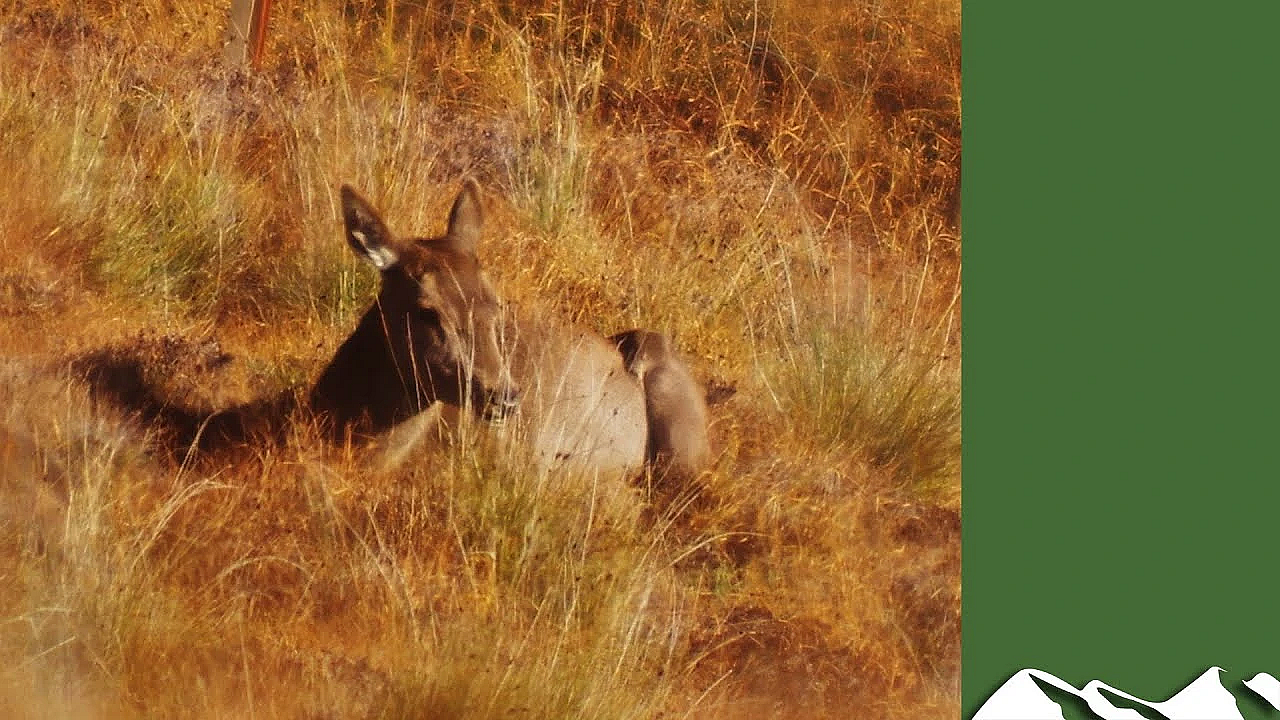 Hunting The Scottish Hills: Ardnamurchan Hind Cull