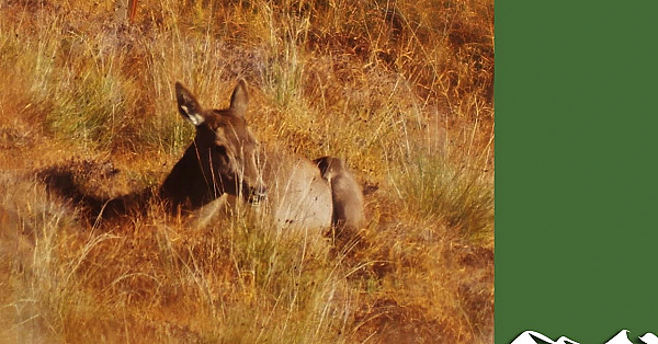 Hunting The Scottish Hills: Ardnamurchan Hind Cull