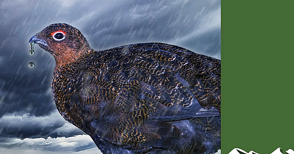 Soggy Grouse