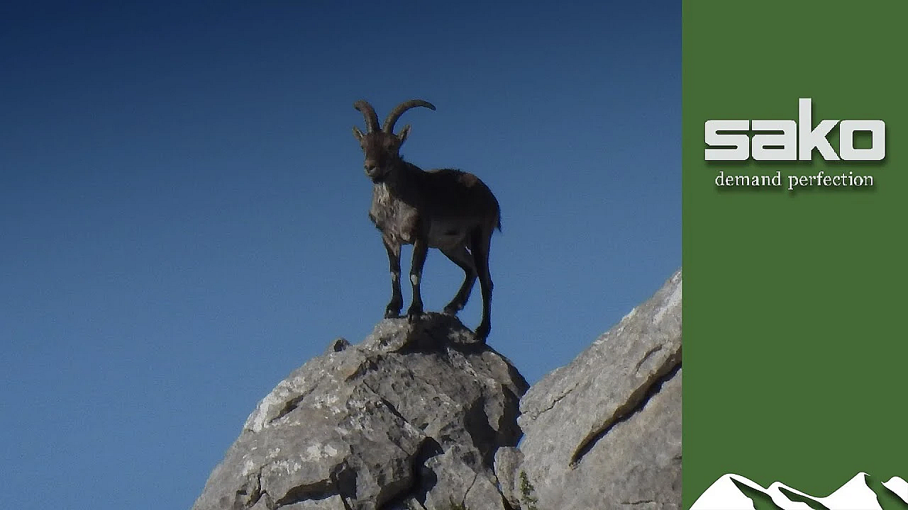 Long-range Spanish Ibex Hunt