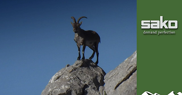 Long-range Spanish Ibex Hunt