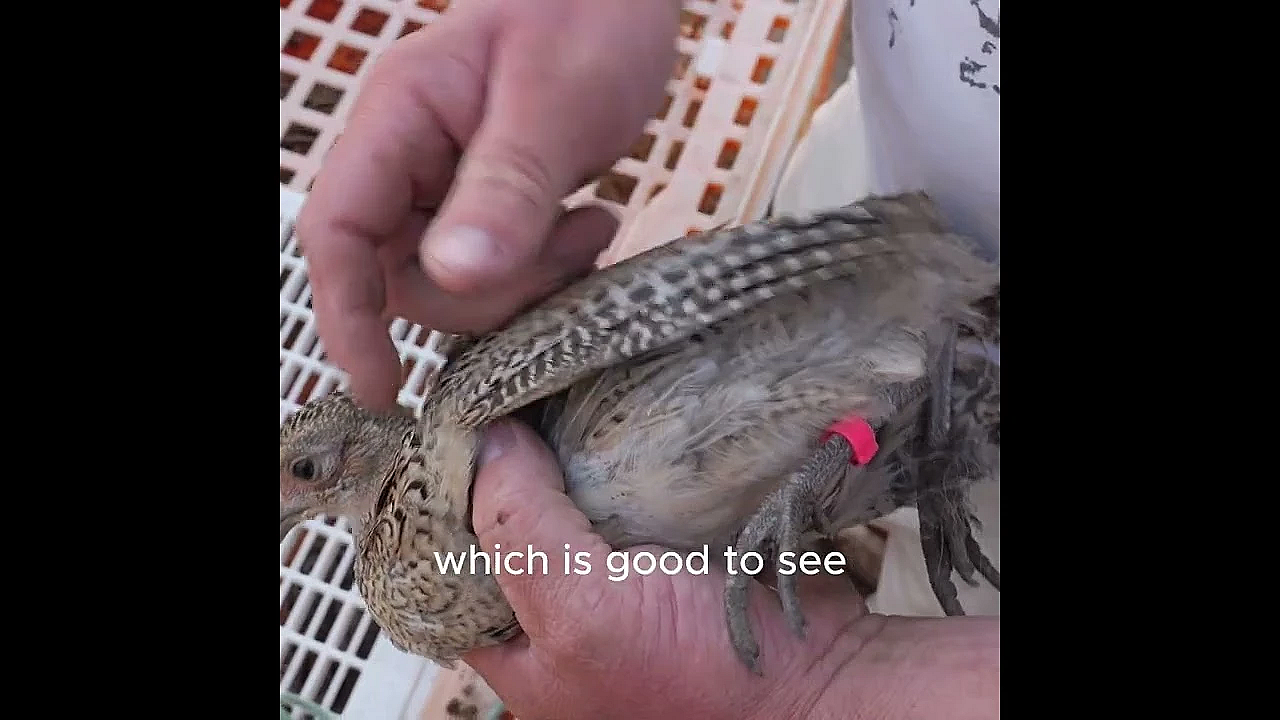 Why Are Pheasants Tested for Bird Flu Before Release?