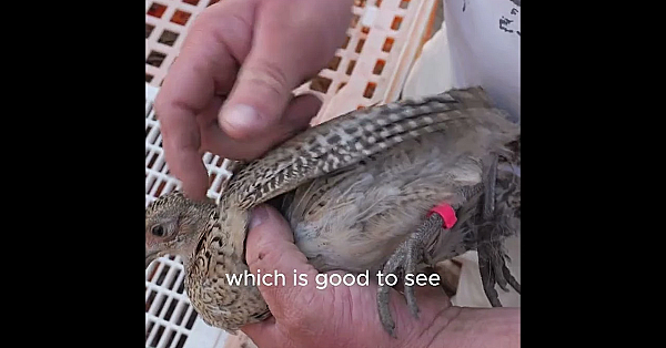 Why Are Pheasants Tested for Bird Flu Before Release?