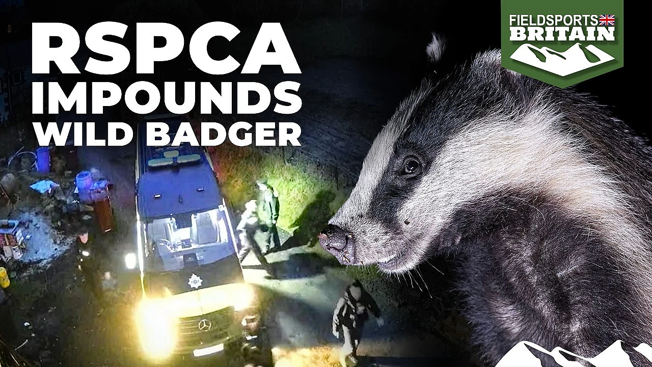 Rspca Impounds Wild Badger