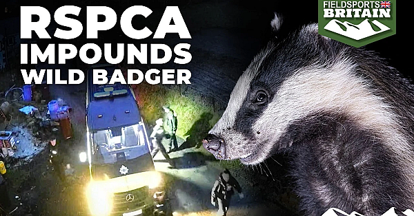 Rspca Impounds Wild Badger