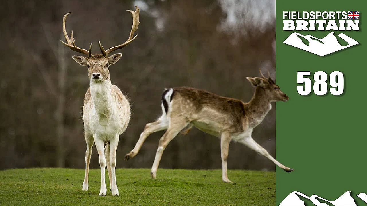 Fieldsports Britain - Hunted Deer Get Stressy