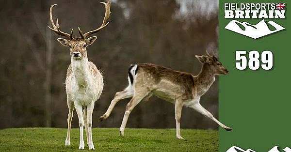 Fieldsports Britain - Hunted Deer Get Stressy