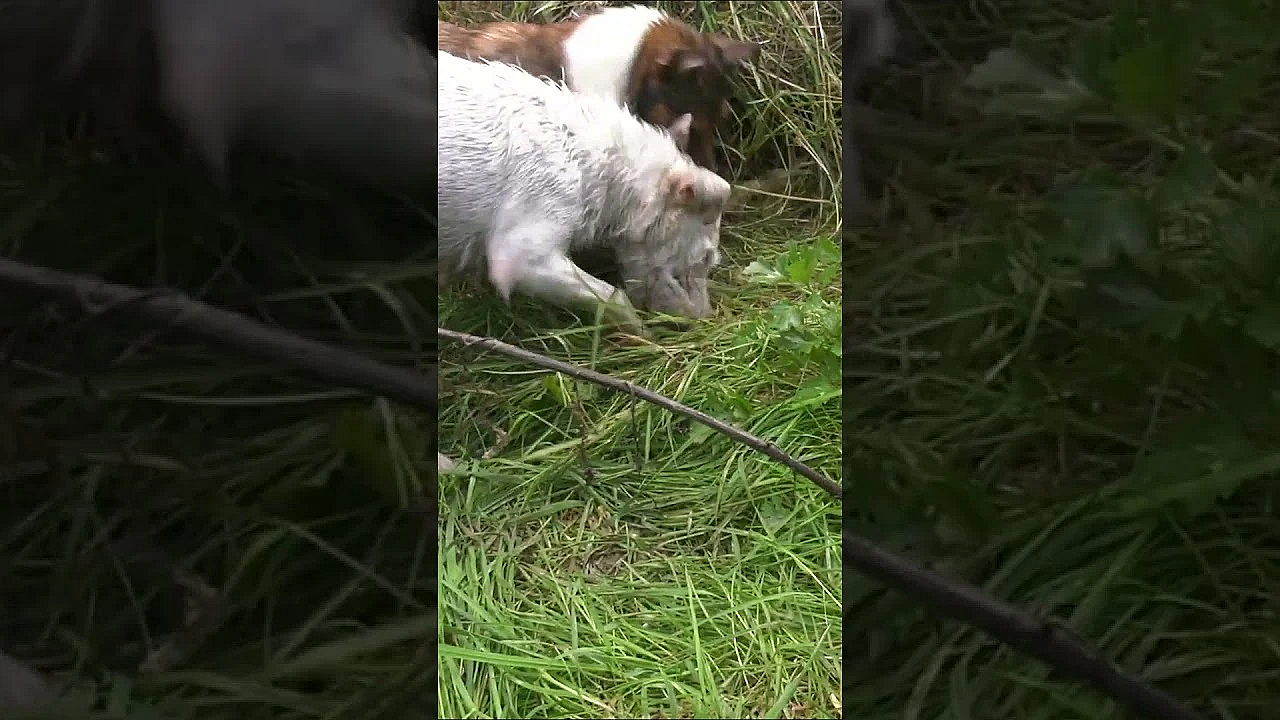 Ratting With Leaf Blower #shorts