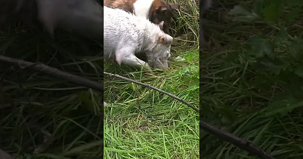 Ratting With Leaf Blower #shorts