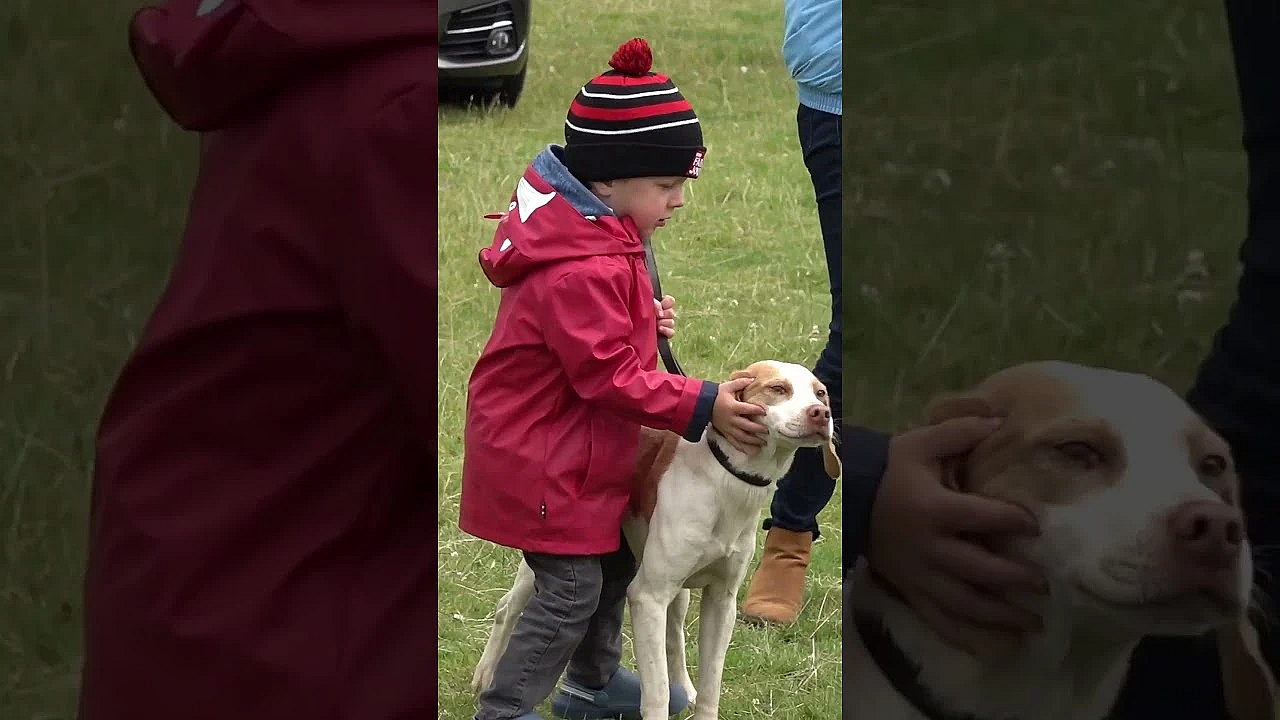 Foxhounds Association 2023 At Stradbally Hall. #foxhound #ireland