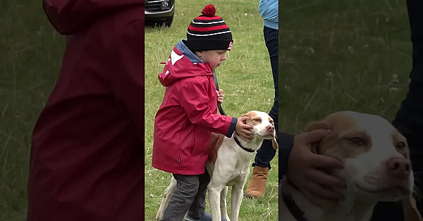 Foxhounds Association 2023 At Stradbally Hall. #foxhound #ireland