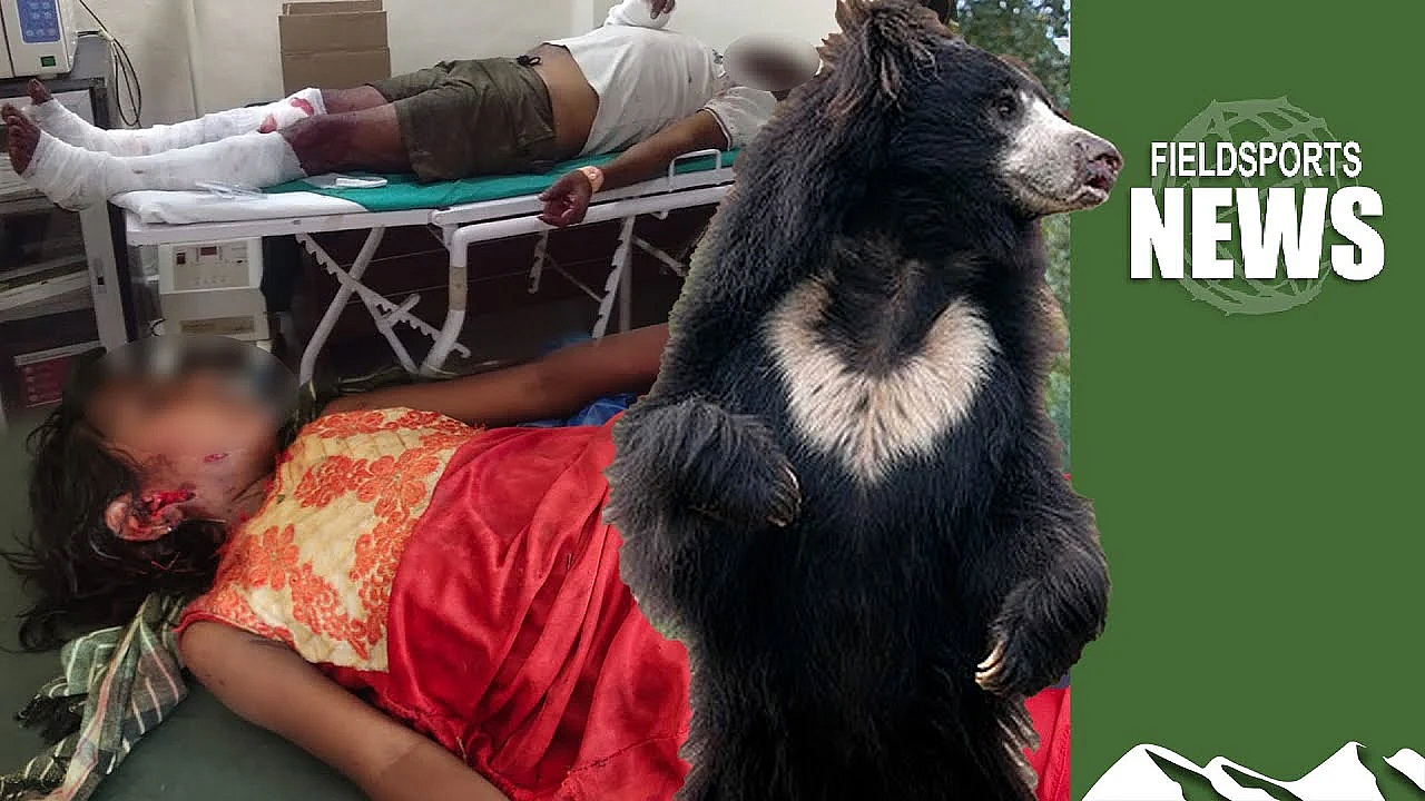 Tiger, Bear And Leopard Attacks: What To Look For