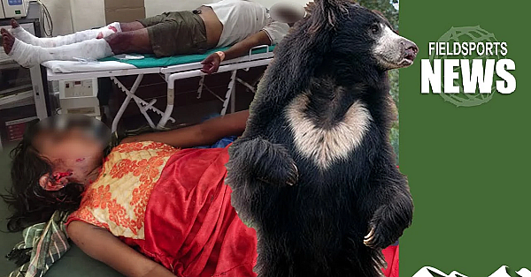 Tiger, Bear And Leopard Attacks: What To Look For