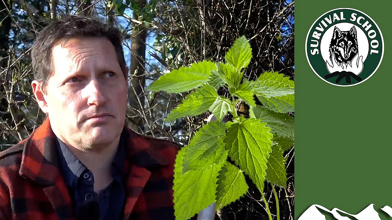 How To Eat Nettles And Thistles