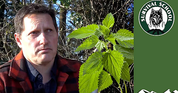 How To Eat Nettles And Thistles