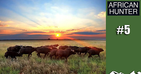 Buff And Bear - African Hunter, Episode 5