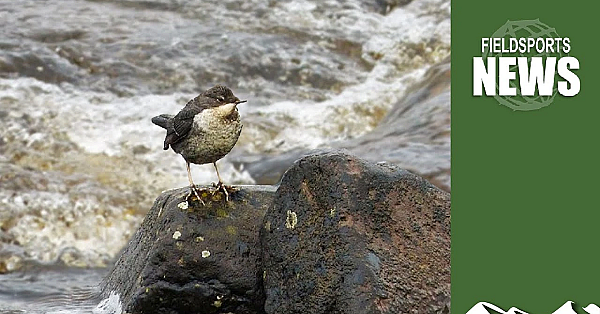 How Grousemoors Prevent Flooding
