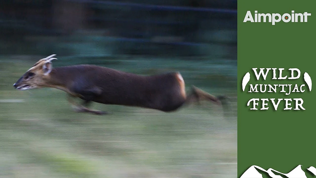 Driven Muntjac With An Aimpoint