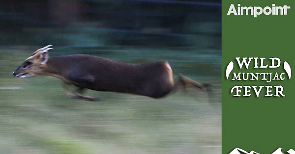 Driven Muntjac With An Aimpoint
