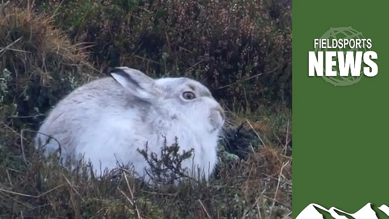 Wildlife Counting Wars: Scientists Vs Gamekeepers