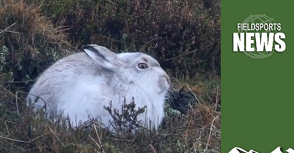 Wildlife Counting Wars: Scientists Vs Gamekeepers