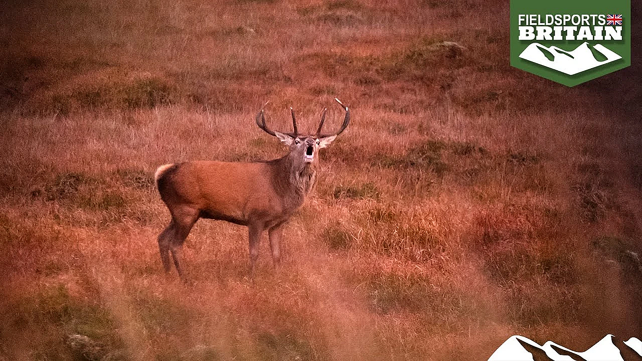 Hunting Rutting Stags In Ireland