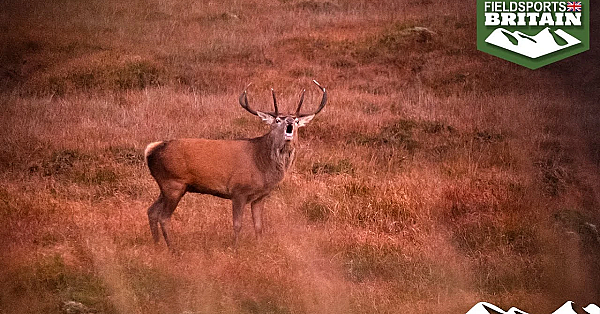 Hunting Rutting Stags In Ireland