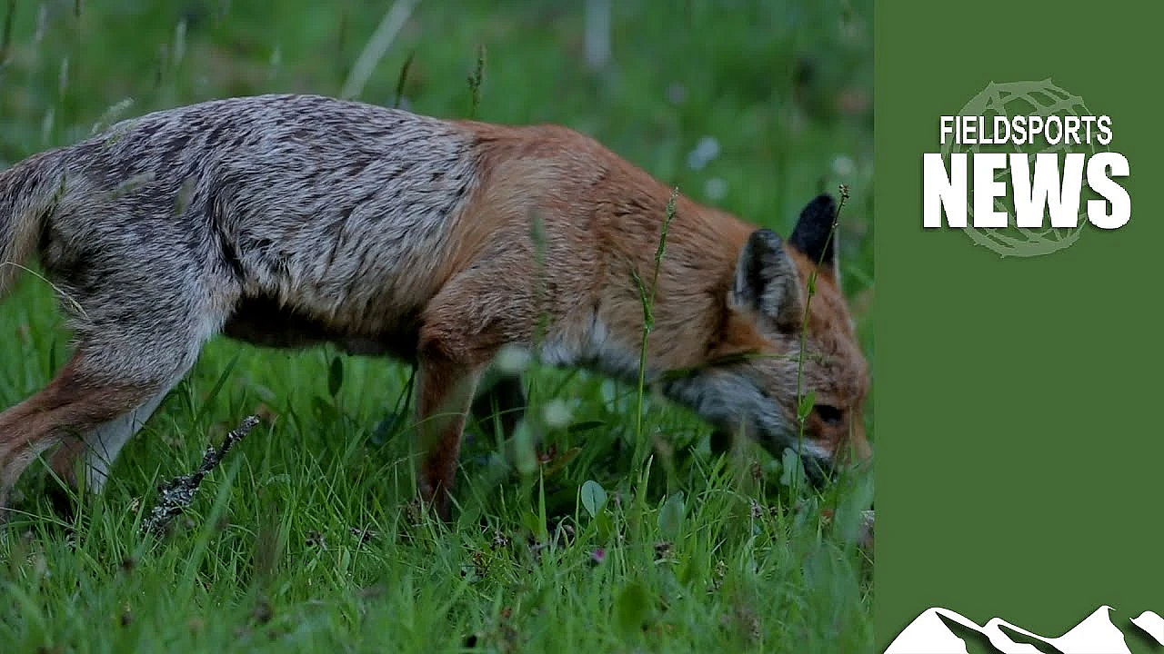 Uk Government To Pay Cash Bounty For Foxshooting