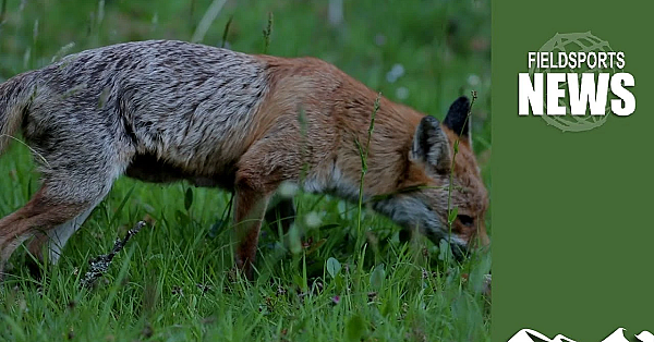 Uk Government To Pay Cash Bounty For Foxshooting