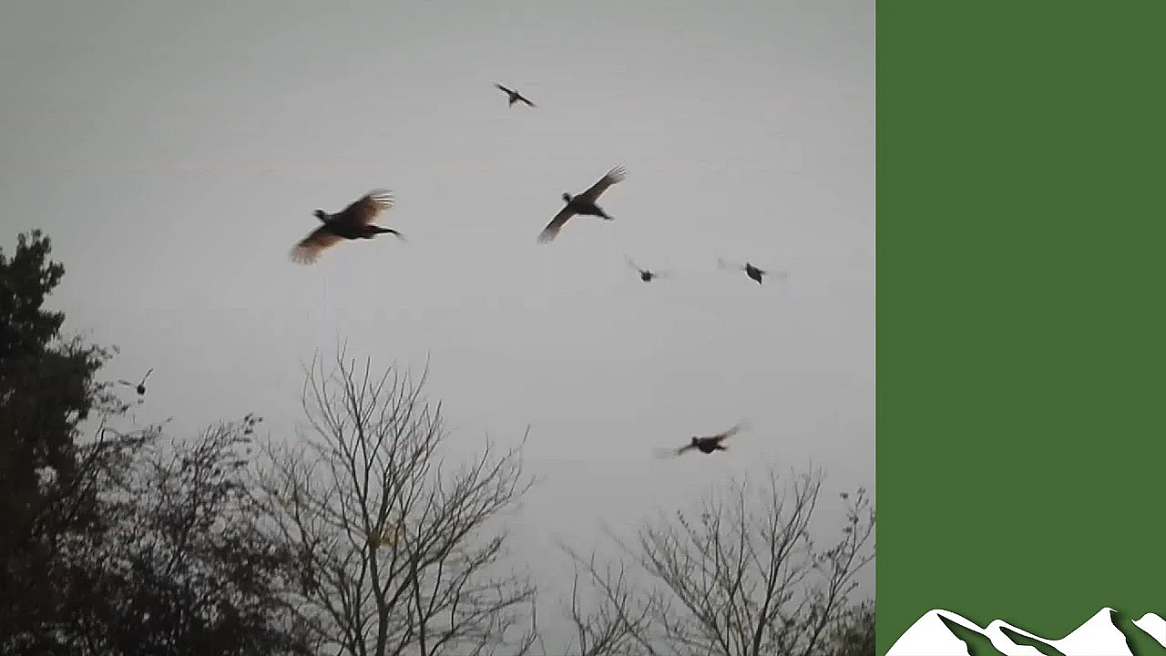 Blowy Hampshire Driven Pheasants