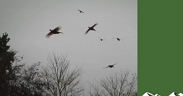 Blowy Hampshire Driven Pheasants