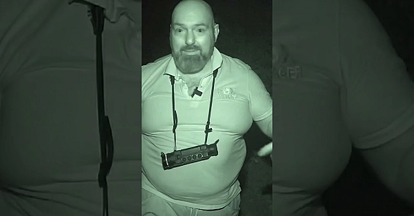 Shooting The Fox That Retrieves Rabbits  #fieldsportsbritain #foxes