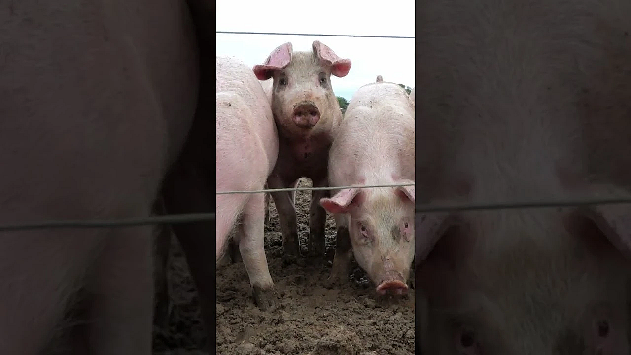 Pig Farm Corvid Epidemic  #fieldsportsbritain