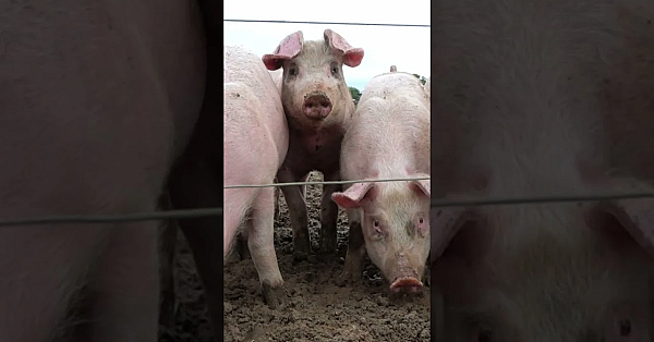 Pig Farm Corvid Epidemic  #fieldsportsbritain