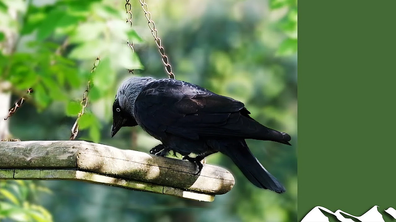 The Bird Table Of Doom 2