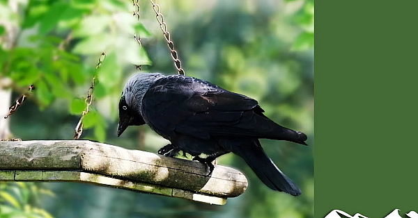 The Bird Table Of Doom 2