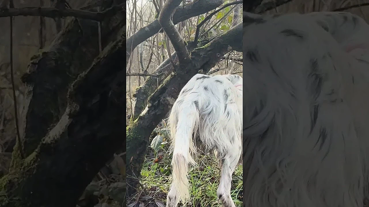 #woodcock Hunting In The Ring Of Kerry