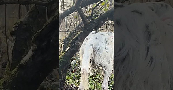 #woodcock Hunting In The Ring Of Kerry