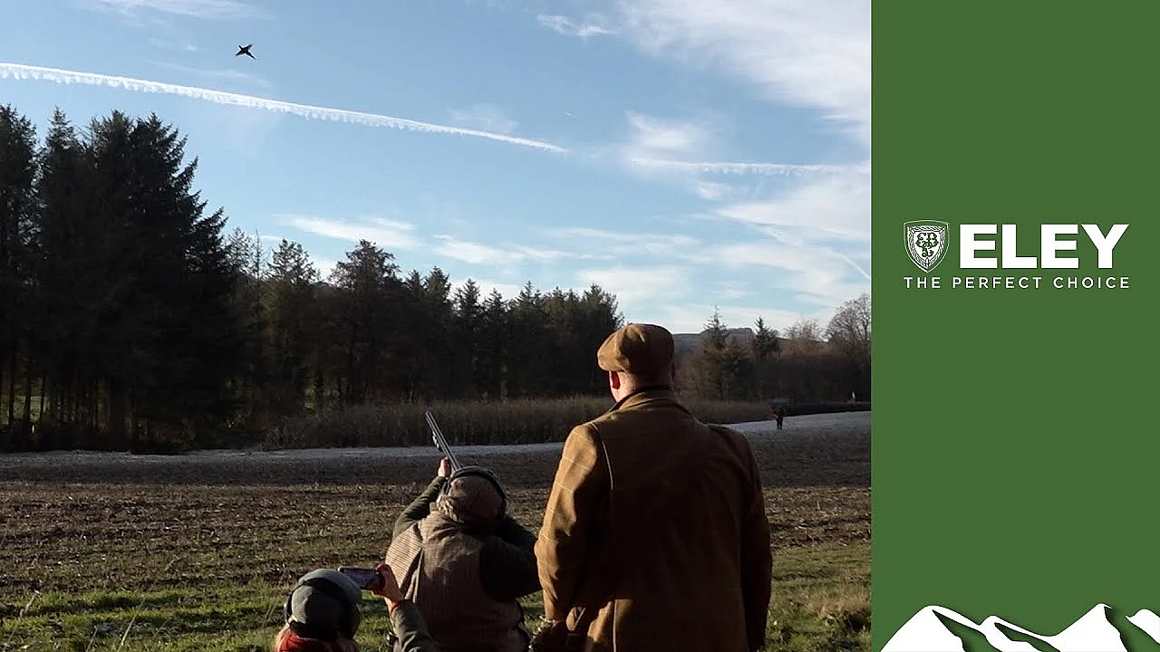 Glorious Derbyshire Pheasants With The Seated Gun