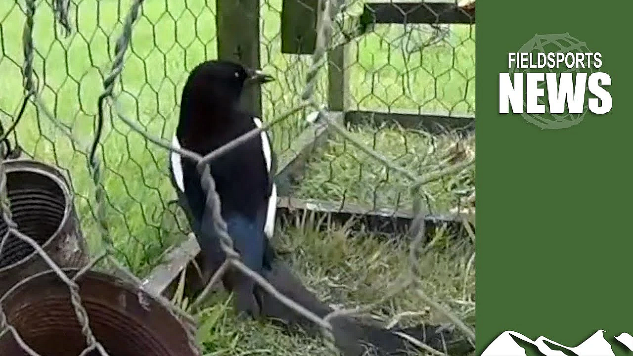 Traps, Tricks And Terror: How Animal Rights Extremists Try To Take Down Gamekeepers