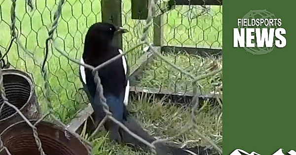 Traps, Tricks And Terror: How Animal Rights Extremists Try To Take Down Gamekeepers