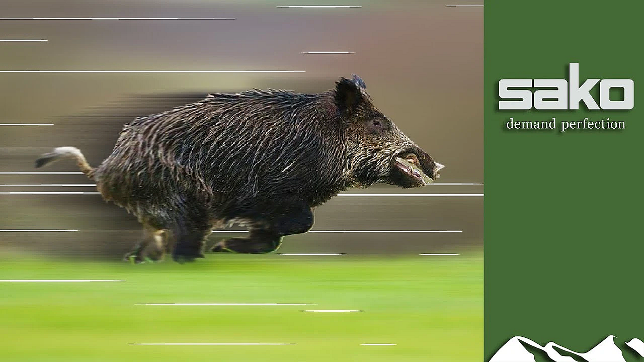 Wild Boar Montería Driven Hunt - Part 2