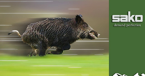 Wild Boar Montería Driven Hunt - Part 2