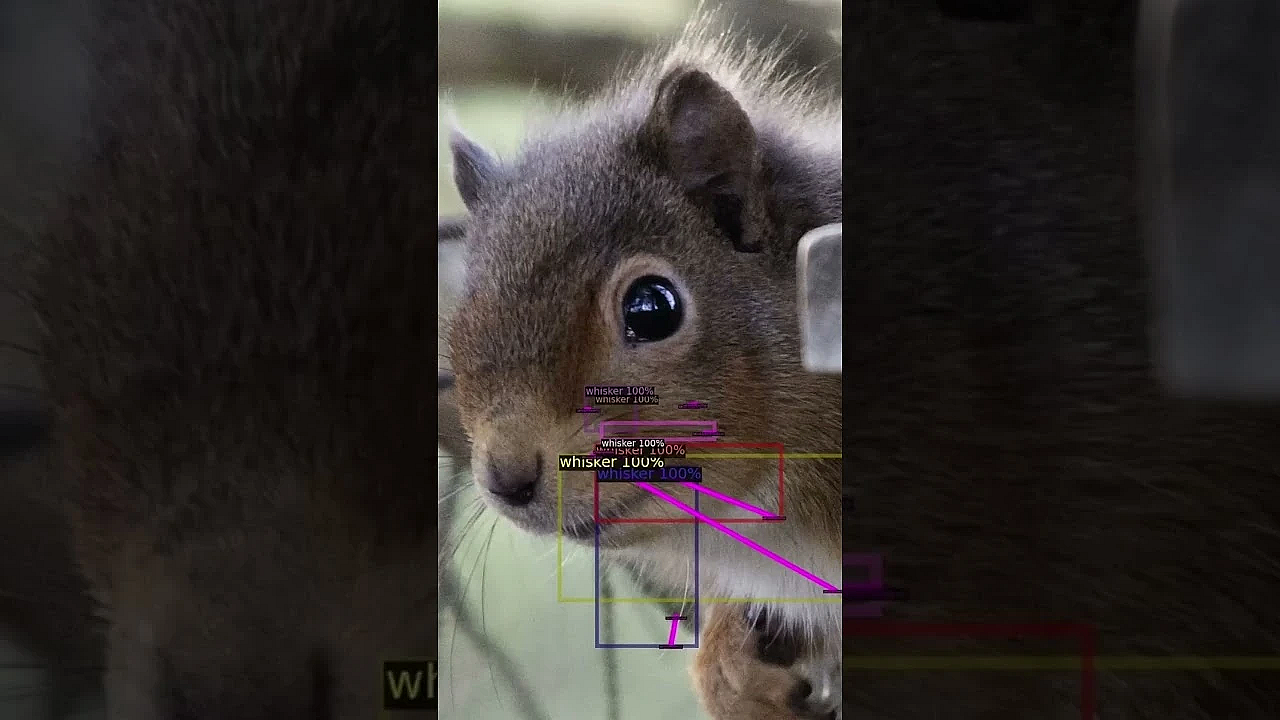 Geoff Is Back On The Pigeons, Shooting Over Clover After A Winter When The Birds Seemed To Vanish.